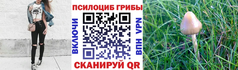 мориарти официальный сайт  Николаевск-на-Амуре  Галлюциногенные грибы MAGIC MUSHROOMS  МЕГА маркетплейс 